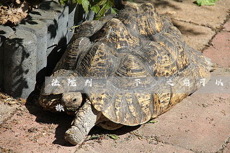 法院判決書下來之前可以撤案嗎(判決前可以撤訴嗎)