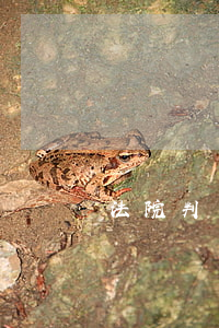 法院判決書可以補嗎(法院判決書怎么補辦?)