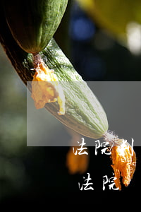 法院判決離婚可以簽離婚協(xié)議嗎(法院簽的離婚協(xié)議算不算離婚)