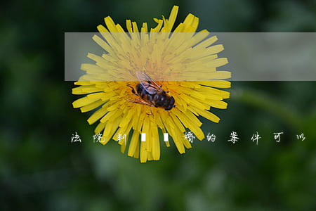 法院判決離婚的案件可以上訴嗎