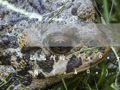 法院判的農(nóng)村房子可以過戶嗎(有產(chǎn)權(quán)證的農(nóng)村房可以過戶嗎)