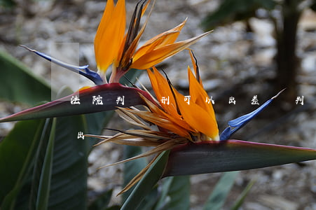 法院判緩刑可以出差嗎(判處緩刑期間可以外出嗎)