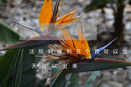 法院判缓刑五个月可以出来吗(法院判缓刑几天可以出来)