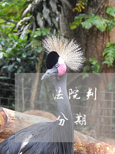 法院判還錢可以分期嗎(法院判下來的錢可以分期還嗎)