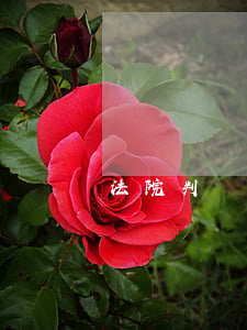 法院判離婚判錯了怎么辦