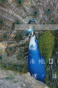 法院協(xié)商還款到期沒錢還怎么處理-法院協(xié)商還款后做不到會不會加重責任