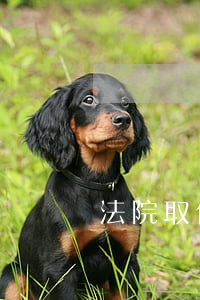 法院取保候审期间可以旅游吗