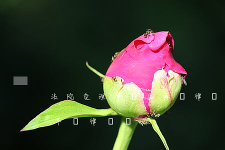 法院受理申訴后再請律師可以嗎(被起訴可以不請律師嗎)
