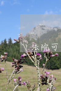 法院可以做擔保人嗎(擔保人能做嗎)