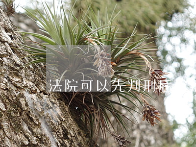 法院可以先判刑后代捕嗎