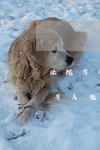 法院可以决定适用刑事拘留吗(刑事诉讼拘留有关规定)