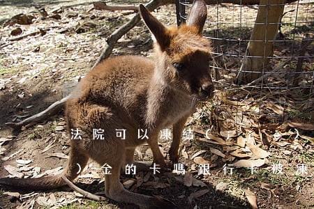 法院可以凍結(jié)交保險(xiǎn)金的卡嗎(銀行卡被凍結(jié)還能交保險(xiǎn)嗎)
