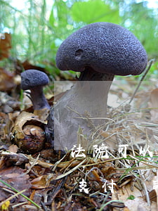 法院可以凍結(jié)支付寶跟銀行卡嗎(支付寶司法凍結(jié)影響銀行卡嗎)