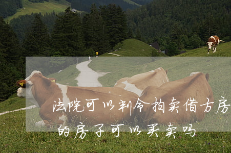 法院可以判令拍卖借方房产吗(法院拍卖出来的房子可以买卖吗)