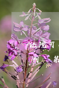 法院可以判第三人履行責(zé)任嗎(可以判決第三人承擔(dān)責(zé)任)