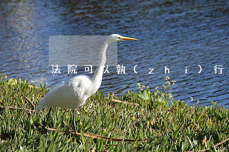 法院可以執(zhí)行分期車嗎
