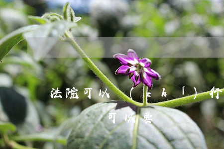 法院可以執(zhí)行手機號嗎(法官的手機號碼可以要嗎)