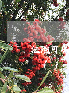 法院可以帶手機(jī)進(jìn)去嗎(進(jìn)入法院可以帶手機(jī)嗎?)