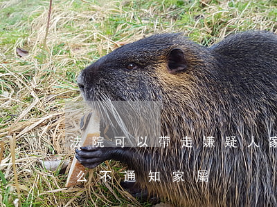 法院可以帶走嫌疑人家屬嗎(刑偵帶走人為什么不通知家屬)