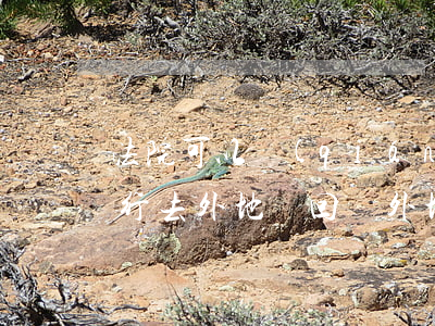 法院可以強(qiáng)制執(zhí)行去外地帶回嗎(外地法院強(qiáng)制執(zhí)行要經(jīng)過本地法院嗎)