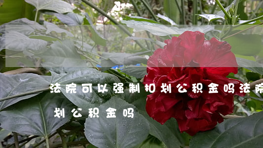 法院可以强制扣划公积金吗(法院可以强制扣划公积金吗)
