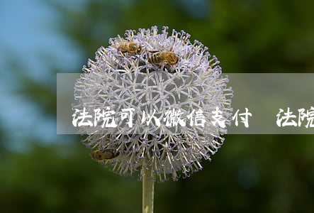 法院可以微信支付嗎(法院能不能扣微信錢)