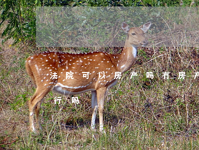 法院可以房产吗(有房产纠纷的房子法院能执行吗)