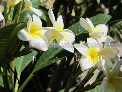 法院可以扣押房產(chǎn)嗎(房產(chǎn)是查封還是扣押)