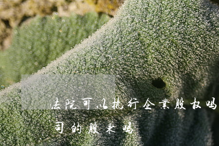 法院可以执行企业股权吗(法院能执行有限公司的股东吗)