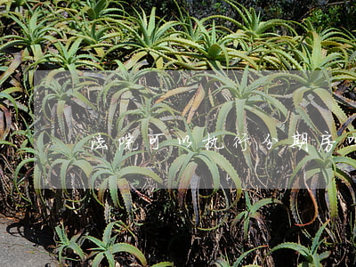 法院可以执行分期房吗(分期房法院怎样执行)