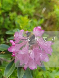 法院可以找老賴子女嗎(法院可以找老賴子女嗎)