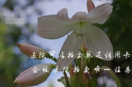 法院可以拍卖抵还信用卡欠款吗(信用卡欠款会被法院拍卖唯一住房吗)