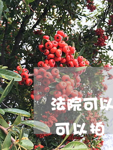 法院可以拍賣公司房產(chǎn)嗎(法院可以拍賣公司房產(chǎn)嗎)