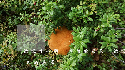 法院可以拍賣共有的房屋嗎(法院可以拍賣共有的房屋嗎)