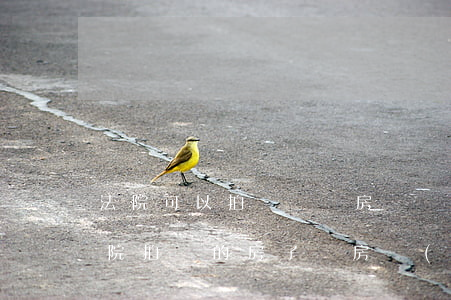 法院可以拍賣動遷房嗎(關(guān)于法院拍賣的房子騰房規(guī)定)