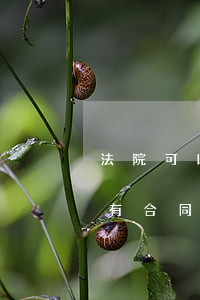 法院可以拍賣有合同的房子嗎(法院可以拍賣有合同的房子嗎)