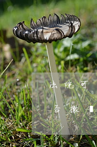 法院可以撤銷拍賣裁定書嗎(法院拍賣成交能否撤銷)