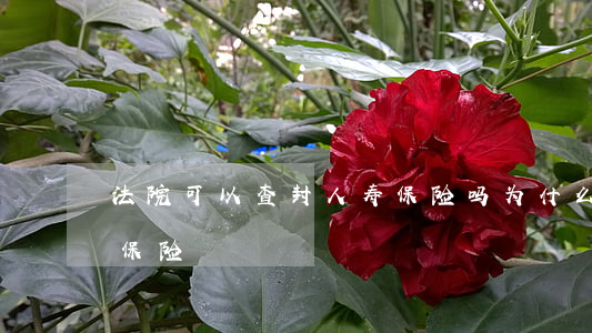 法院可以查封人寿保险吗(为什么法院不能查保险)