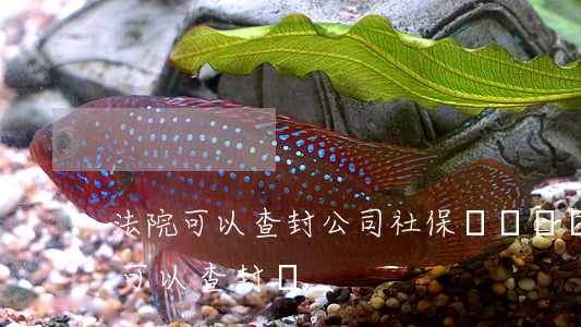 法院可以查封公司社保賬戶嗎(個人社保賬戶可以查封嗎)