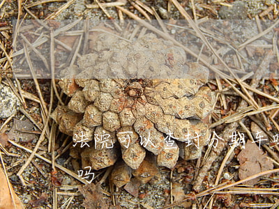法院可以查封分期车吗(法院可以查封分期车吗)