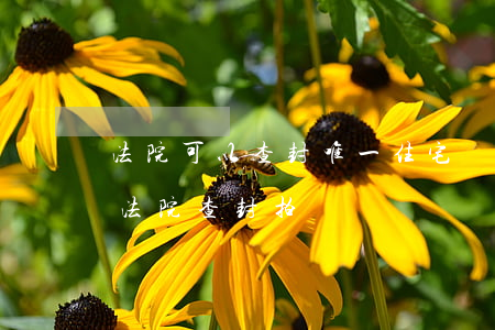 法院可以查封唯一住宅嗎(唯一的住房可以被法院查封拍賣嗎)