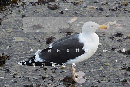法院可以查封排污許可證嗎(法院可以查封排污許可證嗎)