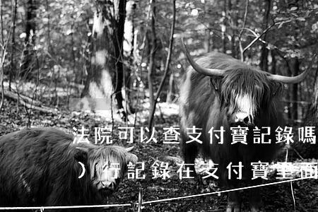 法院可以查支付寶記錄嗎(法院的執(zhí)行記錄在支付寶里面哪里能看到)