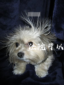 法院可以要求強制出庭嗎