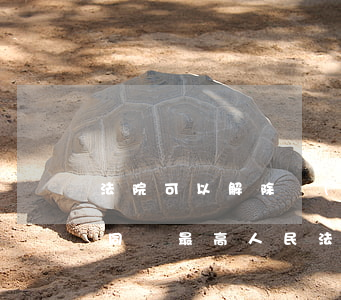 法院可以解除農(nóng)村土地承包合同嗎(最高人民法院關(guān)于審理農(nóng)村集體土地承包)