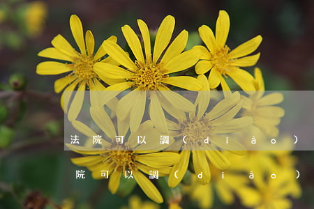 法院可以調(diào)取公司工資單嗎(法院可以調(diào)取公司工資單嗎)
