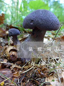 法院可以調(diào)取銀行存單記錄嗎(存單取出來還能調(diào)取記錄嗎)