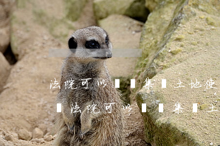法院可以變賣集體土地使用權(quán)嗎(法院可以變賣集體土地使用權(quán)嗎)