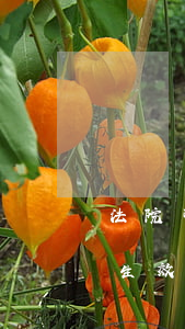 法院可以開離婚證明書嗎(離婚判決書需要開生效證明嗎)