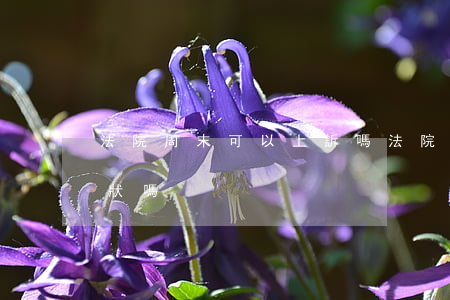 法院周末可以上訴嗎(法院周末可以提交上訴狀嗎)